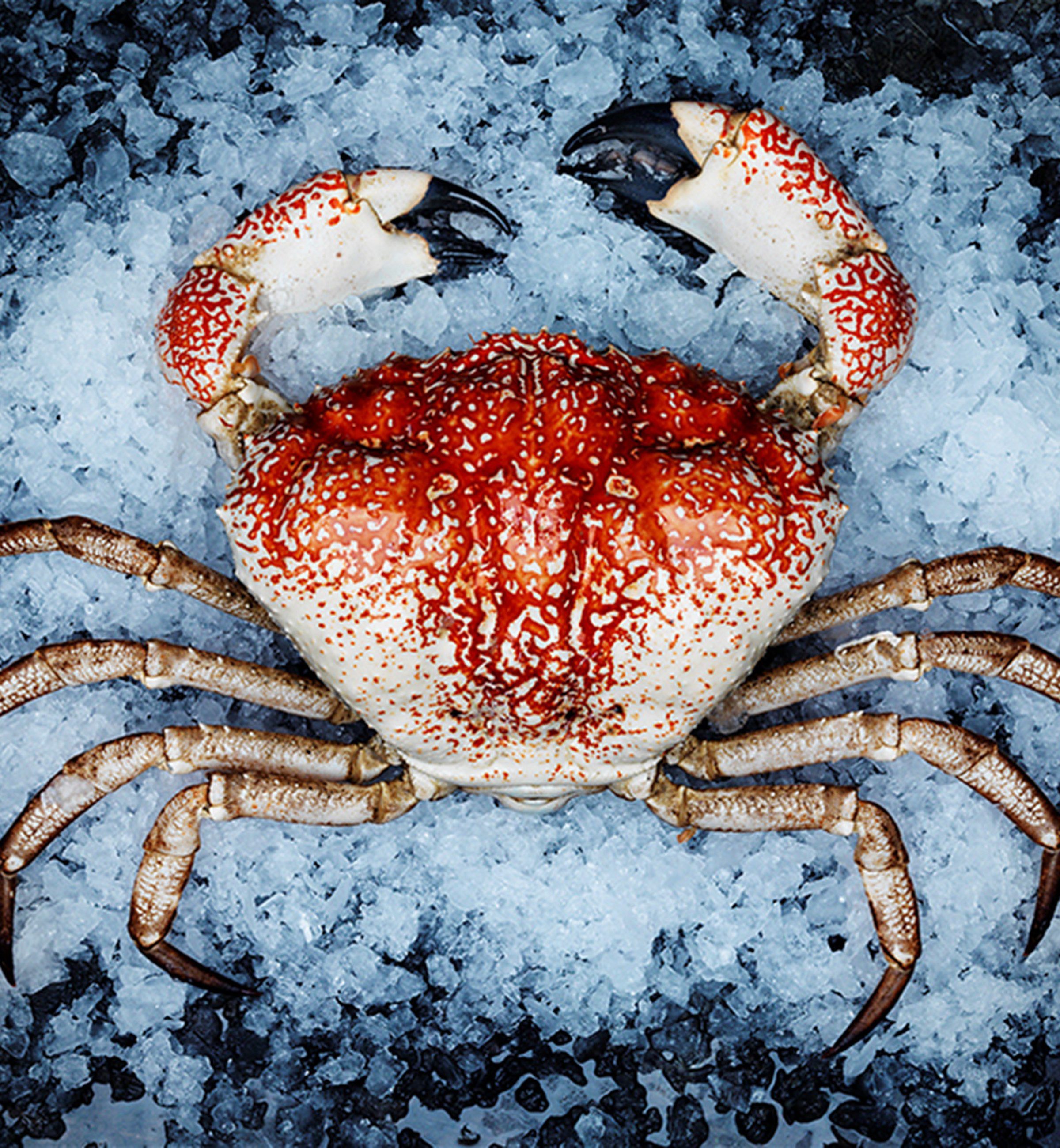 crab.v1