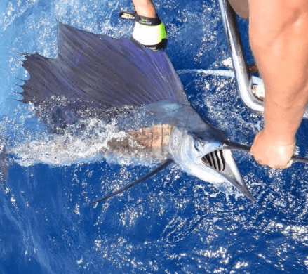 marlin