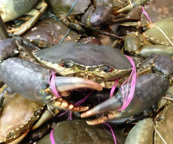 mud crab